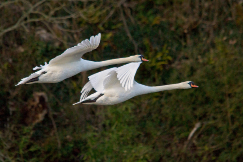 Week 04 - Swans flying at Aveton Gifford.jpg