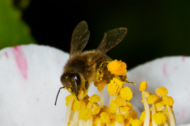 Week 08 - Early Insects - Honey Bee.jpg