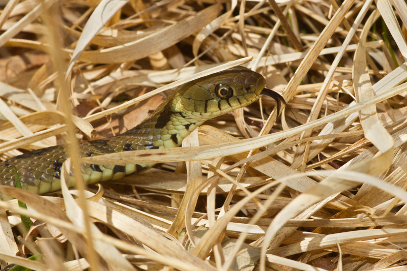 Week 12 - A Snake in the Grass.jpg