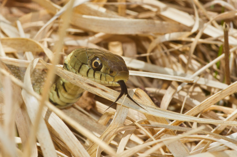Week 12 - Grass Snake.jpg