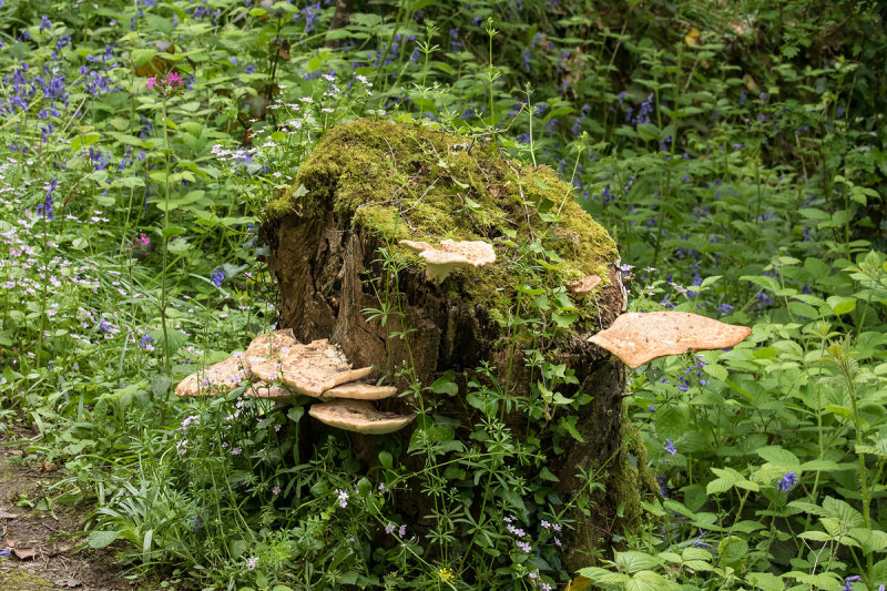 Week 19 - Old Dead Tree Stump in Tor Woods.jpg
