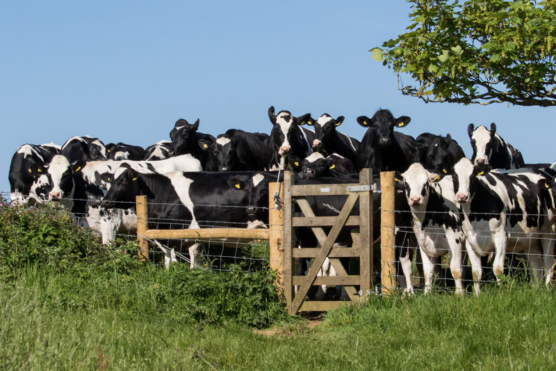 Week 21 - Cows at East Soar Farm.jpg