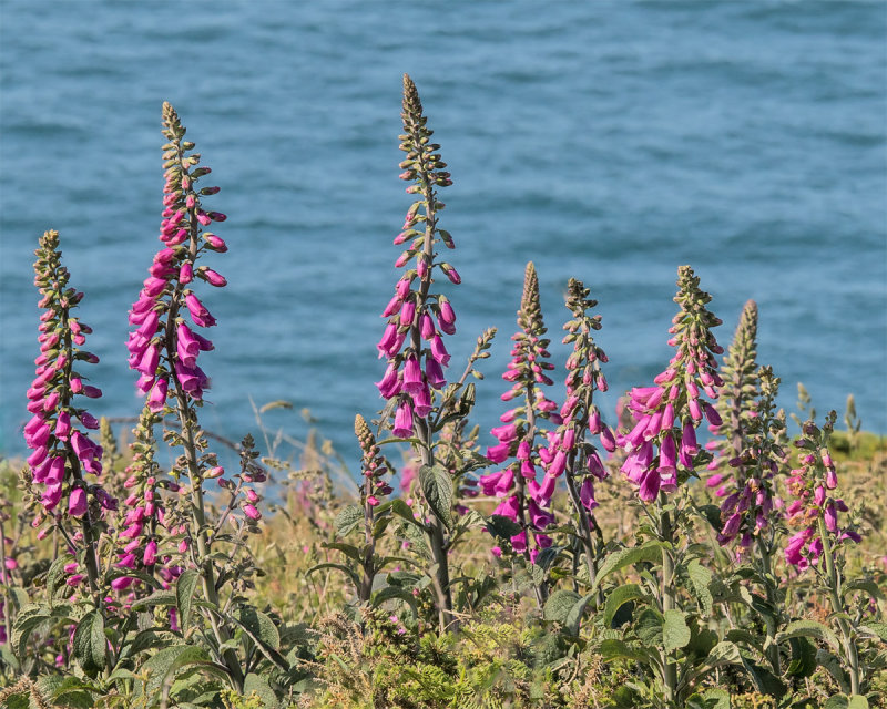 Week 23 - Foxgloves on the clifftop at Bolberry.jpg