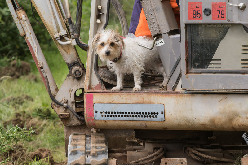Week 28 - Some dogs were born to dig.jpg