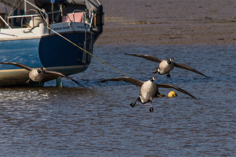 Week 40 - Canada Geese Landing.jpg