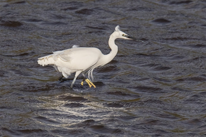 Week 47 - Wading Birds - Little Egret.jpg