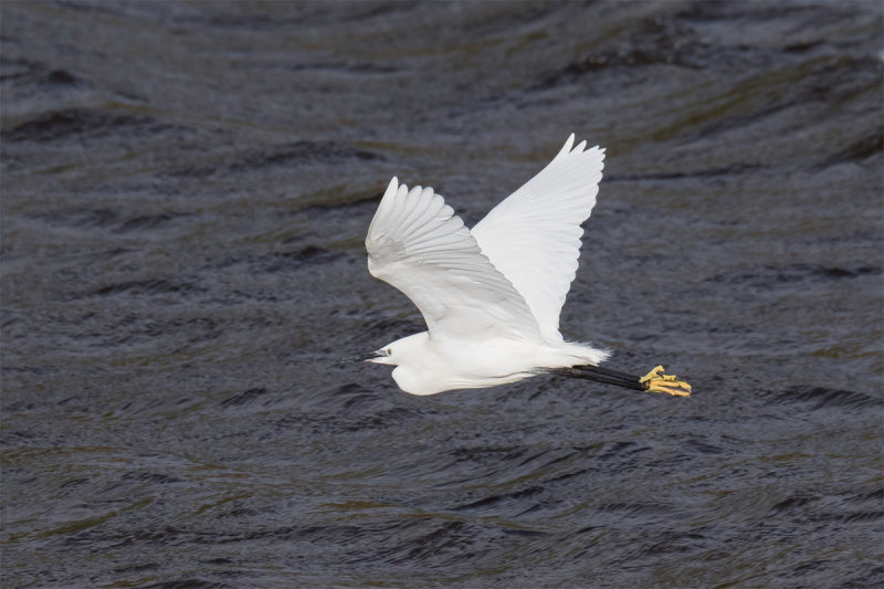 Week 47 - Little Egret flying.jpg