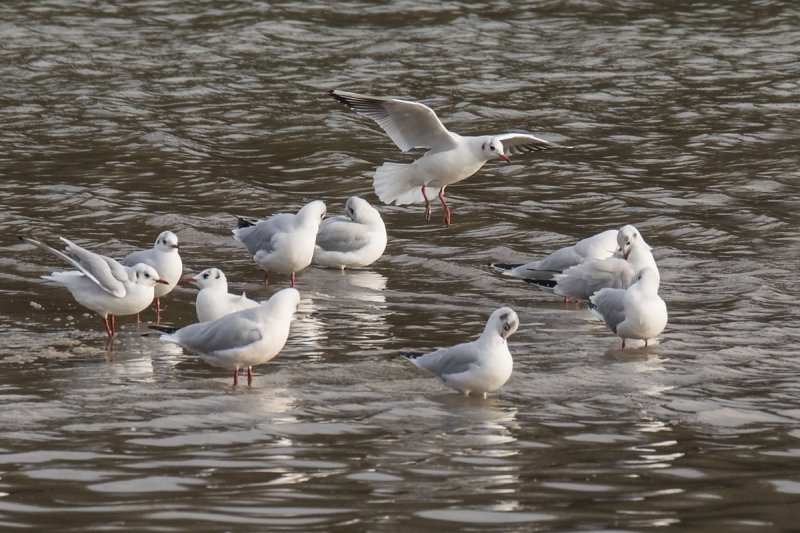 Week 51 - Bowcombe Creek - Black-headed Gulls.jpg