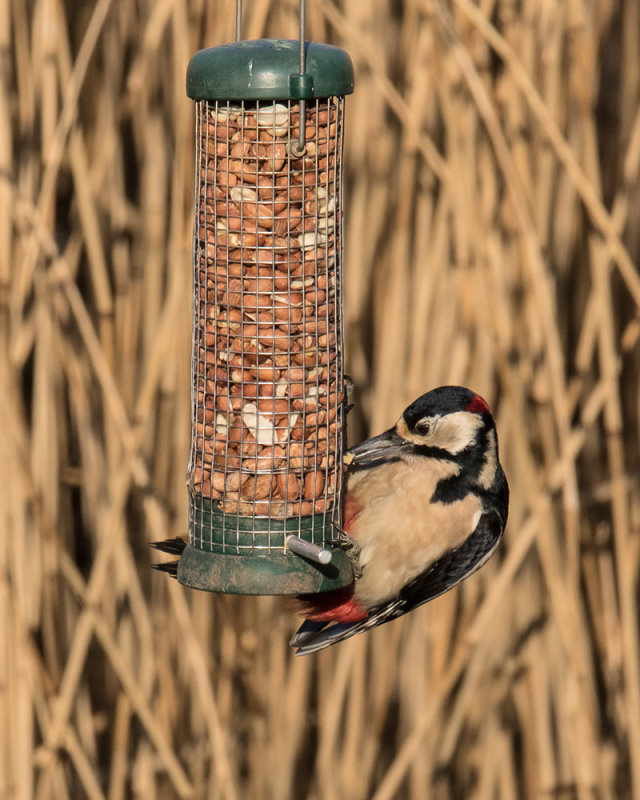 Week 05 - Great Spotted Woodpecker using peanut feeder.jpg