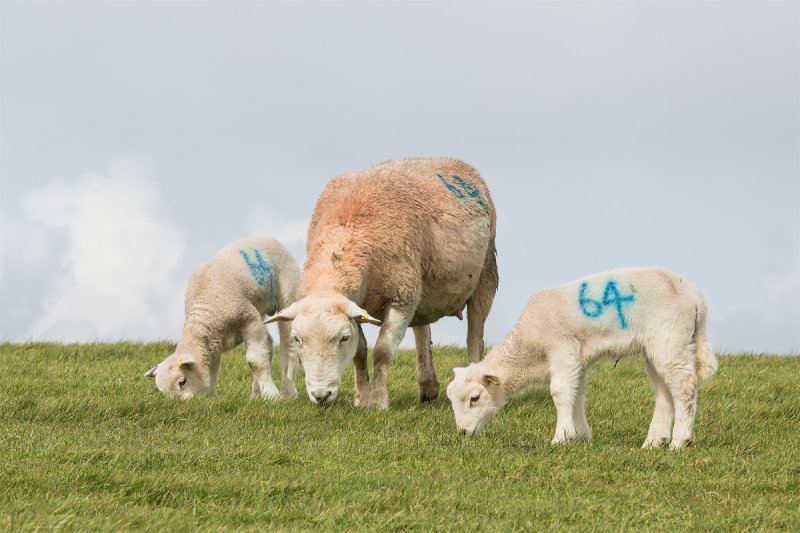 Week 14 - Sheep with Lambs.jpg