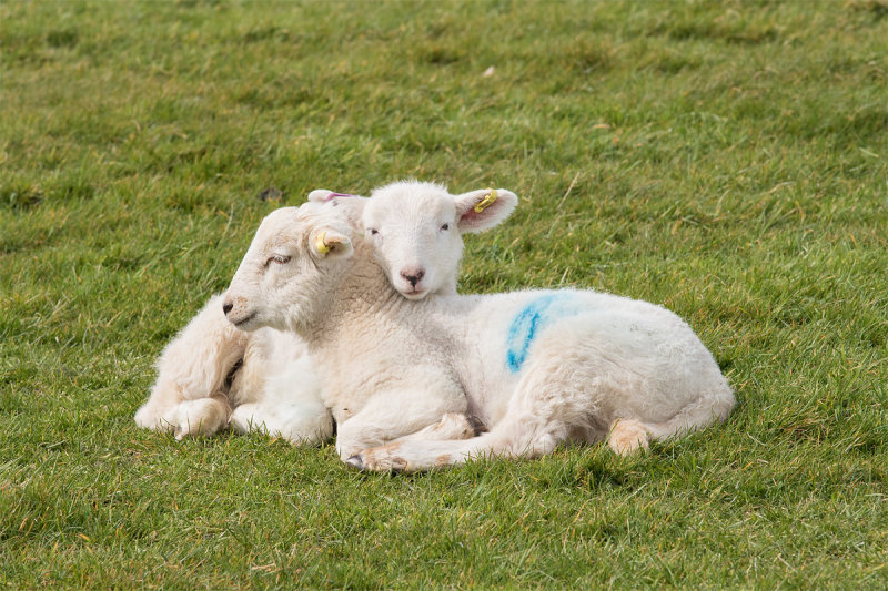 Week 14 - Lambs.jpg