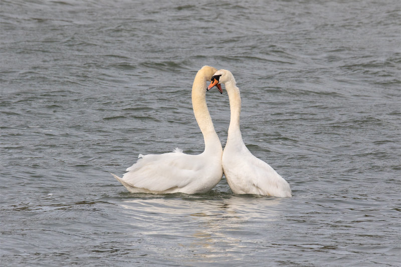 Week 14 - Swans mating 1.jpg