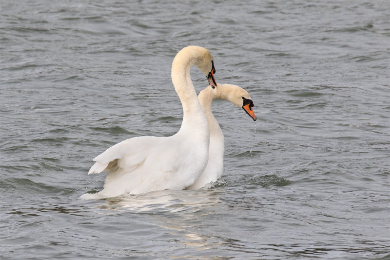 Week 14 - Swans mating 2.jpg
