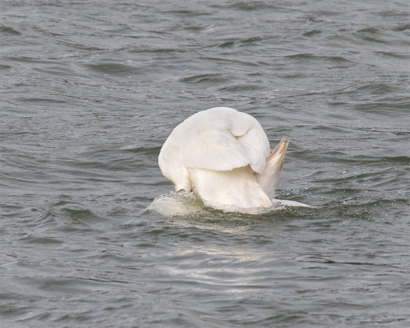Week 14 - Swans mating 3.jpg