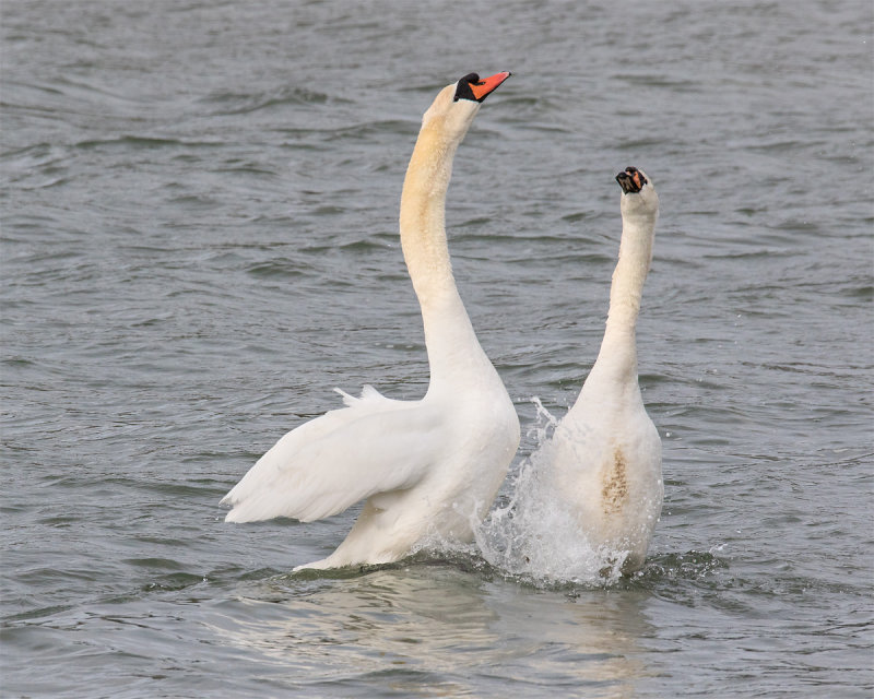 Week 14 - Swans after mating.jpg