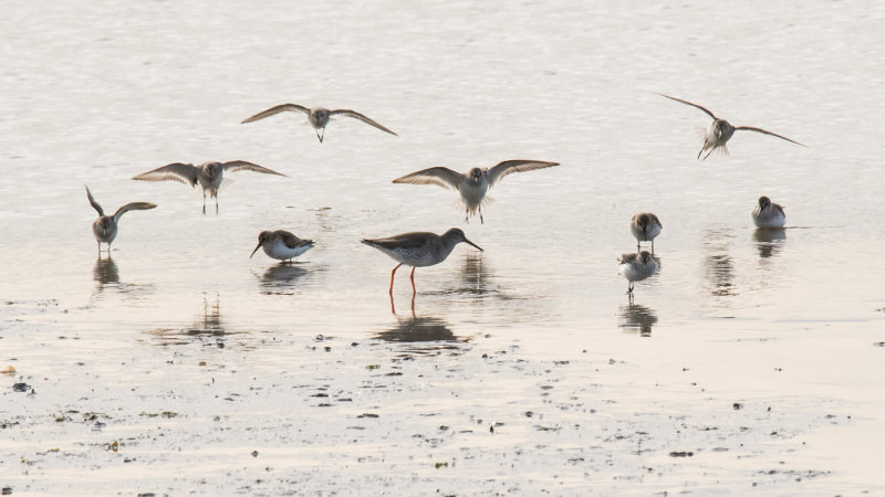 Week 50 - Birds at Charleton Marsh - over exposue.jpg