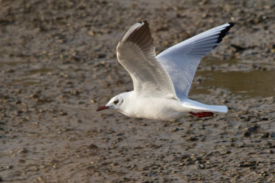 Week 04 - Black-headed Gull at Aveton Gifford.jpg