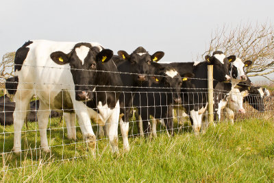 Week 14 - Cows at East Soar Farm watching a passing jogger.jpg