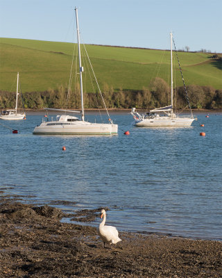 Week 02 - Swan comes ashore at Tosnos Point.jpg