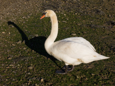 Week 02 - Swan at Tosnos Point.jpg