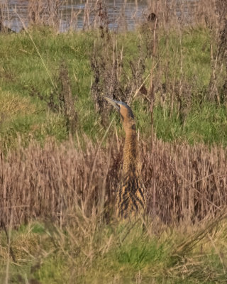 Bittern in reeds at Charleton Marsh 05-01-17.jpg