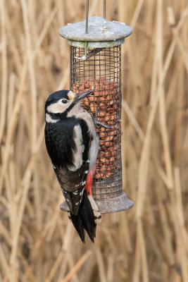Great Spotted Woodpecker 05-01-17.jpg