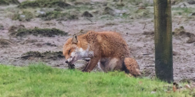 Week 03 - Fox seen from South Efford Birdhide 2.jpg