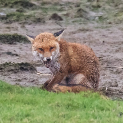 Week 03 - Fox seen from South Efford Birdhide 3.jpg