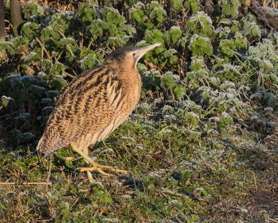 Bittern 23-01-17.jpg