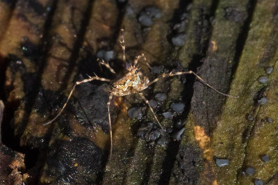 Harvestman - Megabunus diadema 04-02-12.jpg