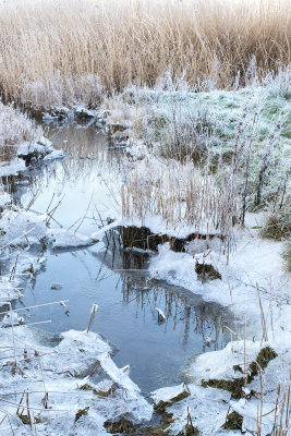 Week 07 - Icy Morning at Charleton Marsh.jpg
