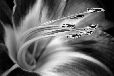 Day Lily BW