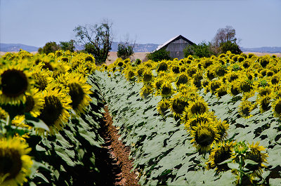 At the Sunflower Farm 