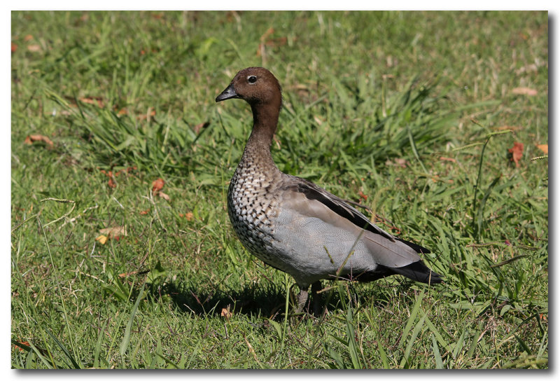 Wood Duck