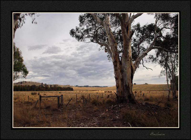 Lancefield landscape 