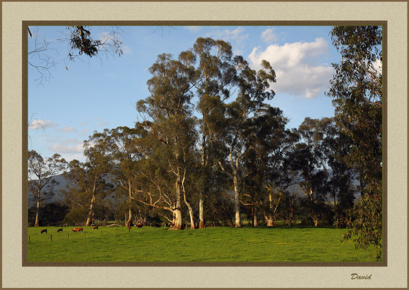 River Gums along the trail