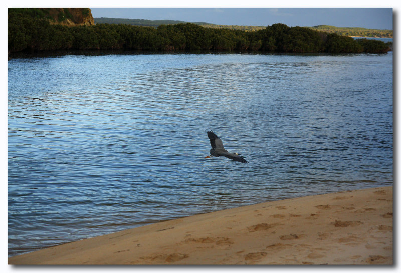 White-faced Heron inflight 