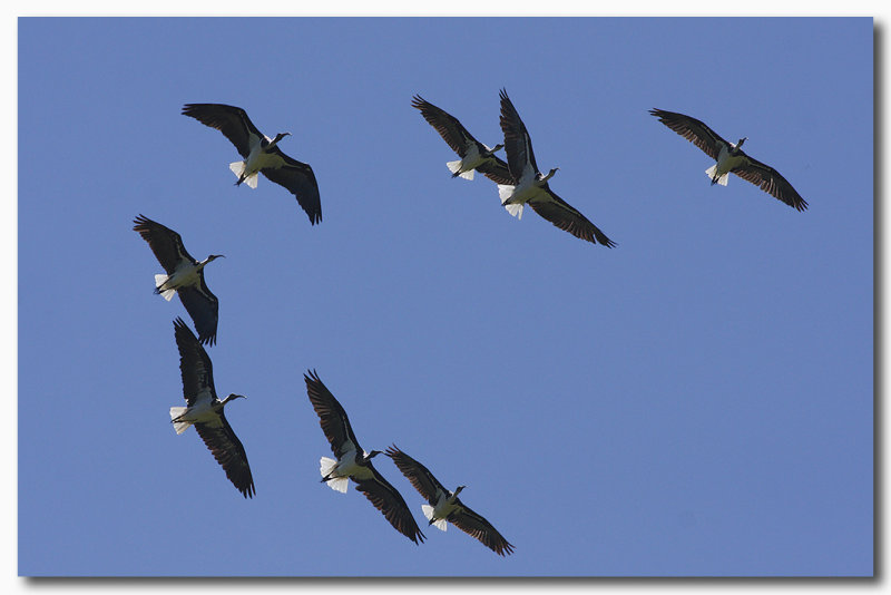 Straw-necked Ibis