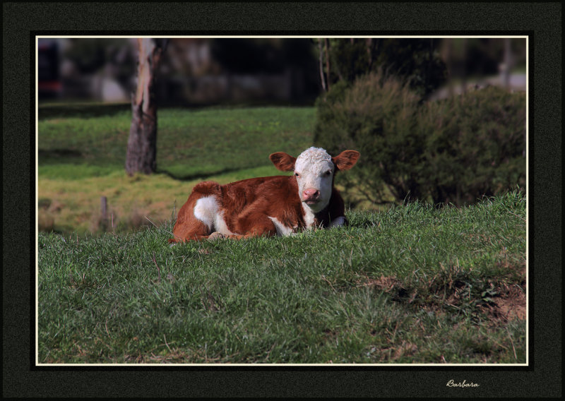 Young calf