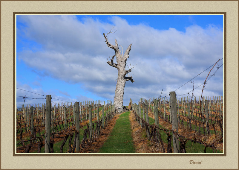 Vineyard Yarra Glen