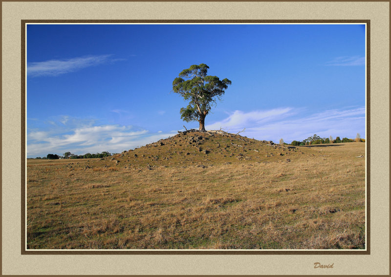 Lone Gum Tree