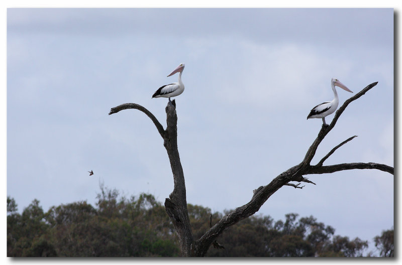 Pelicans 