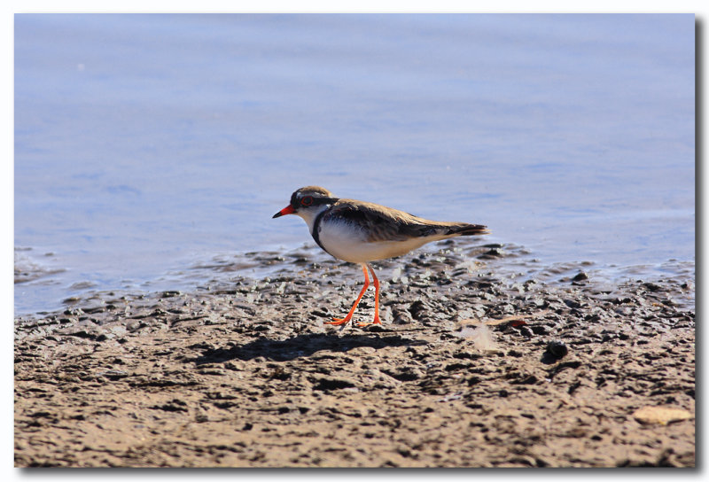 Black-fronted Dotterel 