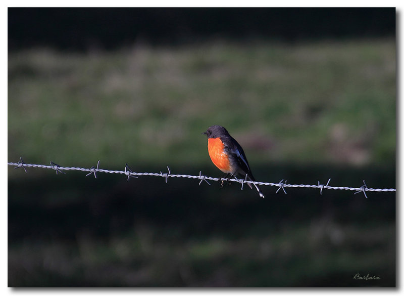 Male Flame Robin