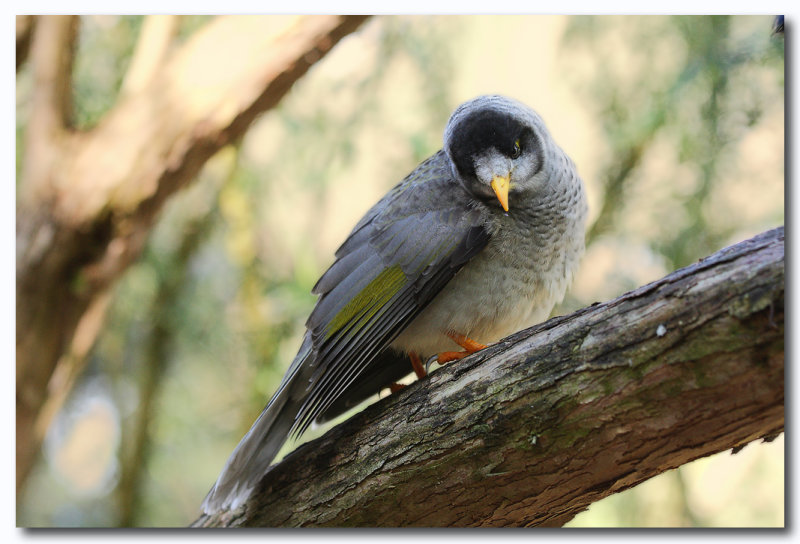 Noisy miner 