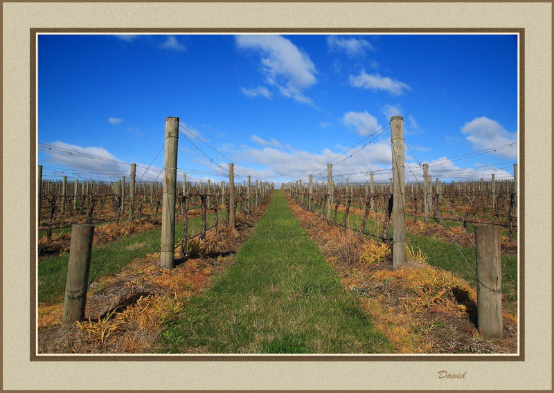Vineyard Yarra Glen 