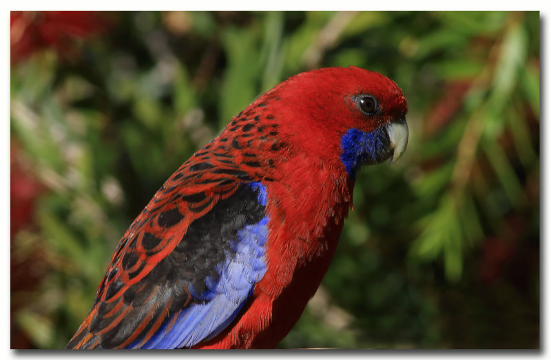 Crimson Rosella