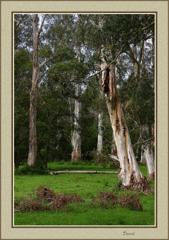 River gums 