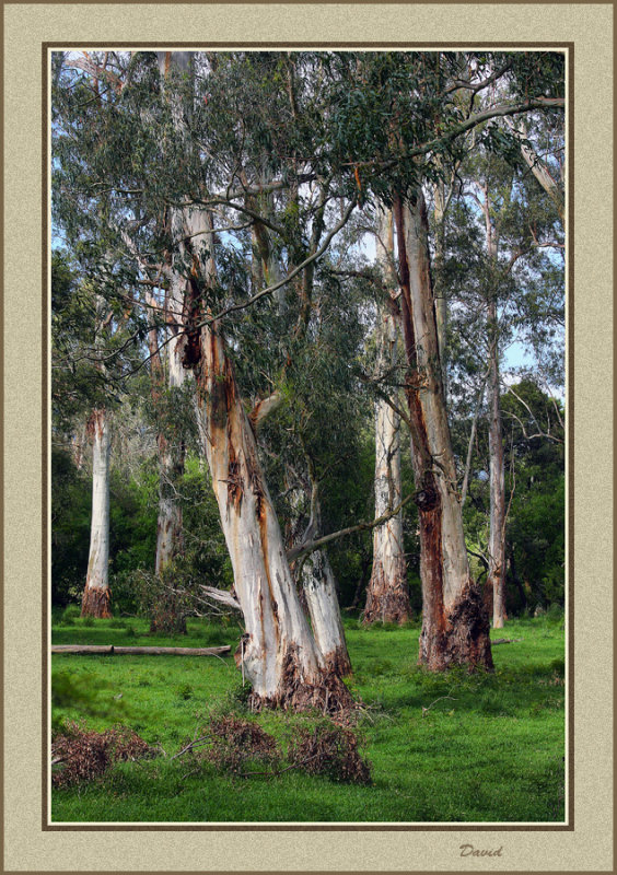 River Gums along the trail 