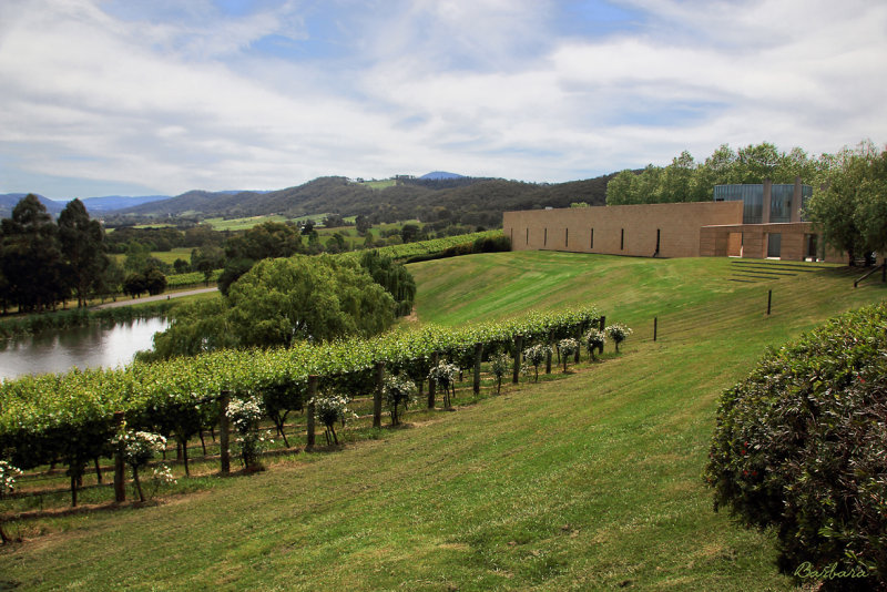 Tarrawarra Estate